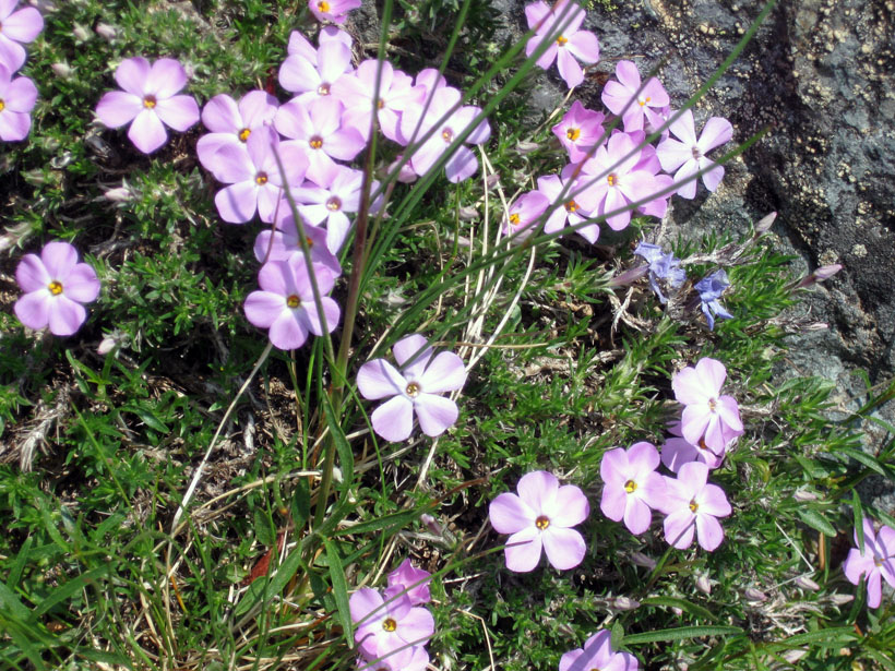 Flowers on Mt Si