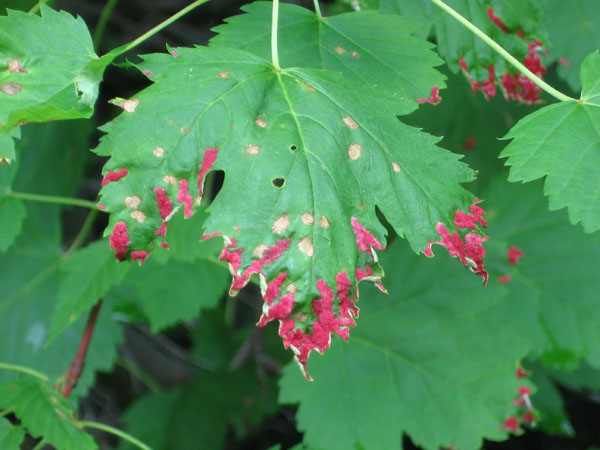  Leaf with red